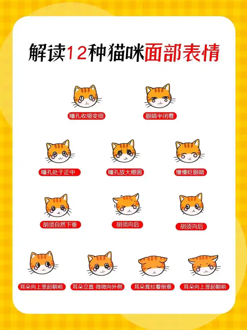 解读12种猫咪面部表情,一定要收藏起来慢慢看#科学养宠攻略  - 抖音