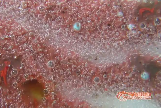 网上复制原文(明中期釉里红器放大100倍气泡鉴定图)