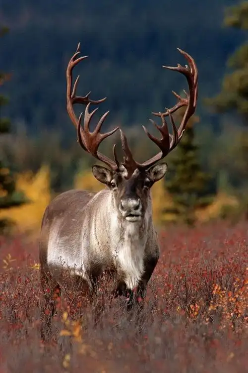 【一点资讯】圣诞节里,圣诞老人的"宠物"驯鹿,它是一种,什么样的动物