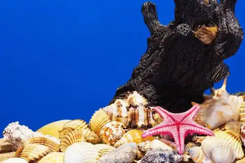 从爱琴海收集不同的海贝壳.暑期背景