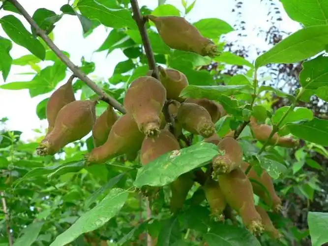 展开全部 这是腊梅结的果!