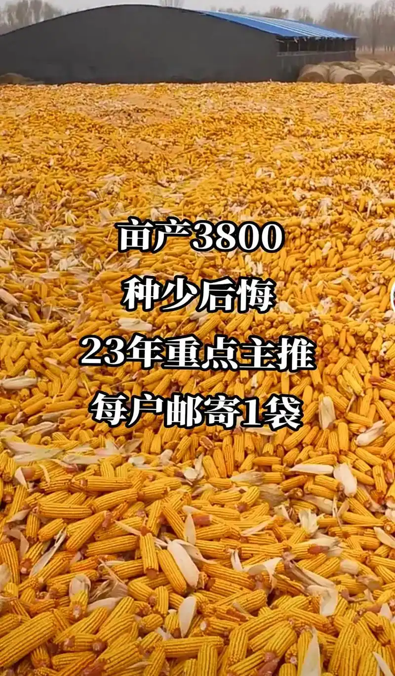 十年九旱必种一家种全村找不挑地块紫杆紫叶紫杆大棒呀亩产超吨粮新