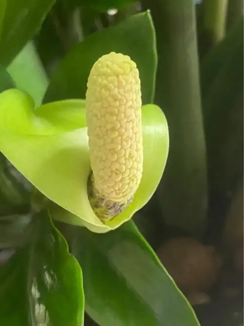 金钱树开花好不好