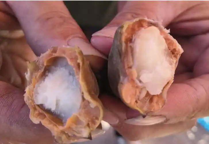 生活提醒秋分至菱角鲜三垟湿地头水黄菱上市啦