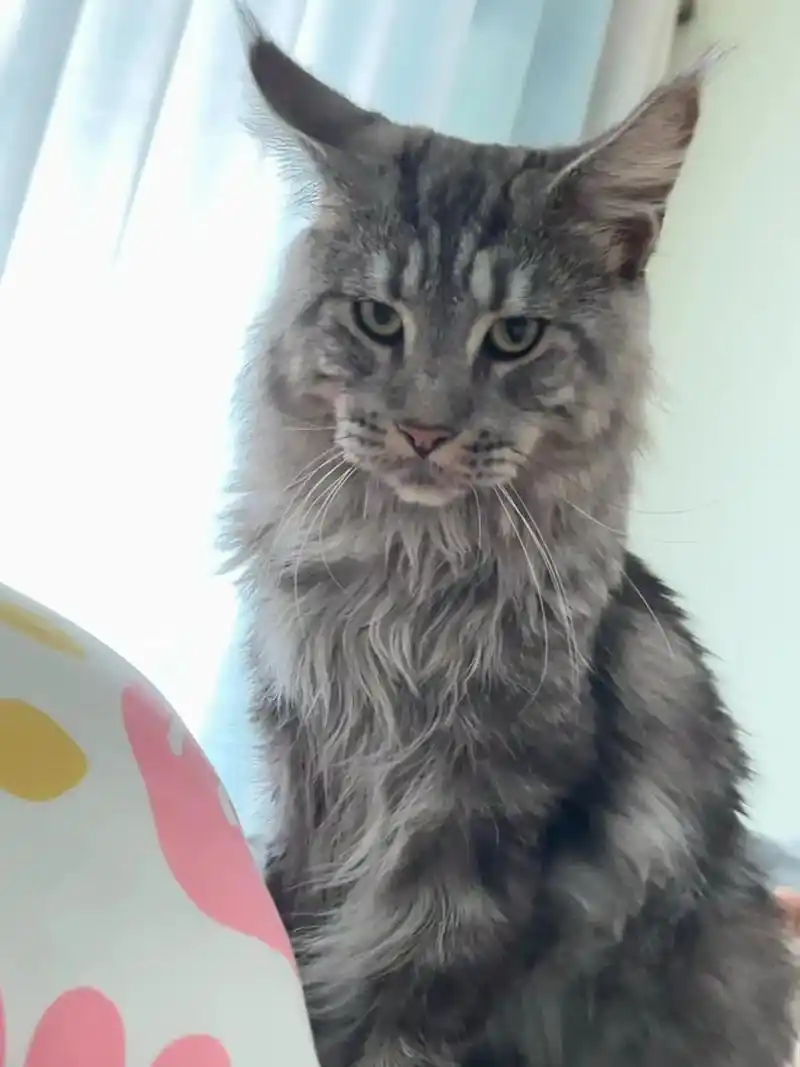 出我家的缅因猫,公,年龄10-11个月大,长相霸气,性格特别 - 抖音