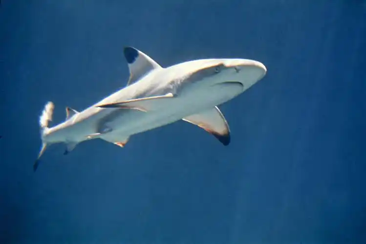 翅真鲨(学名: i>carcharhinus melanopterus /i>)是真鲨科,真鲨属鲨鱼