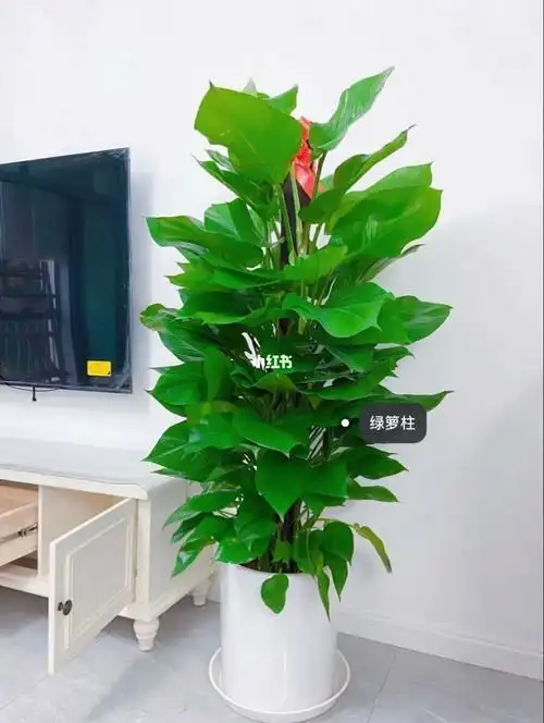 绿萝柱是室内净化空气,吸收甲醛效果最好的植物,被人