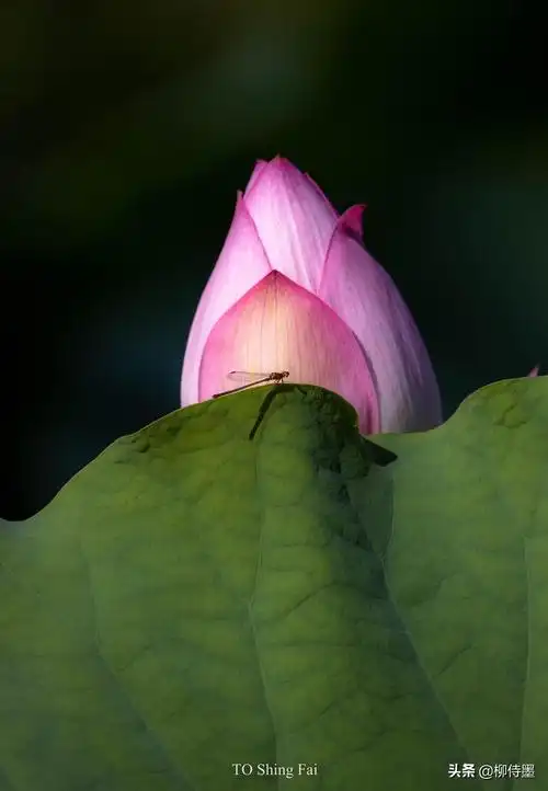 这些照片百里挑一,如何能让摄影作品更出色?拍摄荷花有秘诀