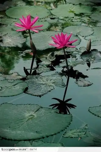 出水芙蓉-两朵美丽的荷花