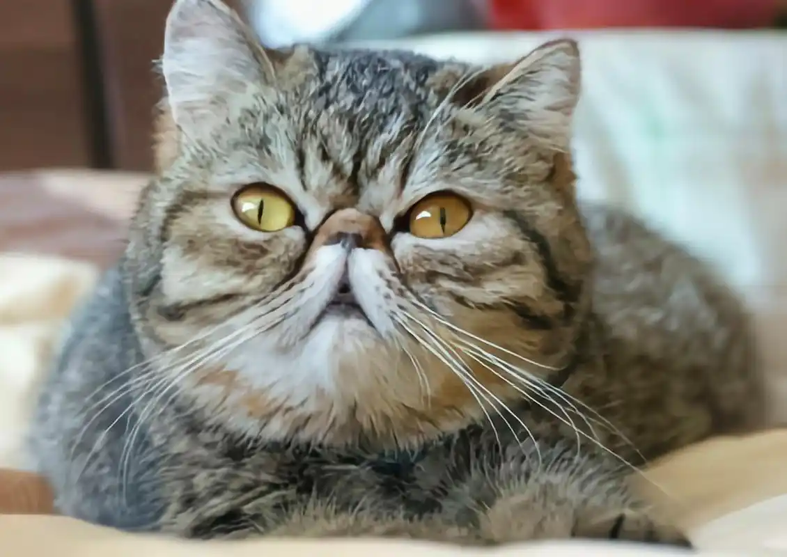 每天认识一种动物——波斯猫 波斯猫别名喜马拉雅猫,杂交猫科动物,原