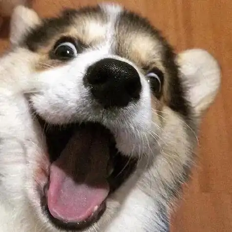 又沙雕又萌的宠物头像(一波高质量小动物头像)(17)