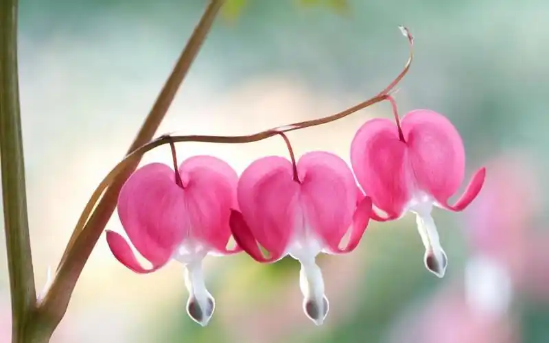 粉红色滴血心形壁纸