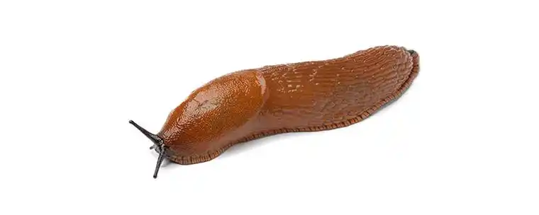 蛞蝓是害虫还是益虫