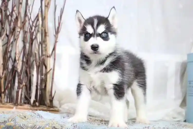 纯种蓝眼三火小哈士奇品相好做好疫苗驱虫保证健康签协议