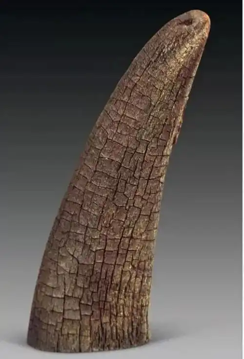 犀牛角的作用和功效(功效和作用)-第1张图片-鸿兴百科大全