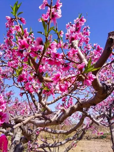 放眼树树桃花红.