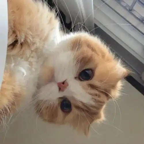 超级好看的搞笑头像