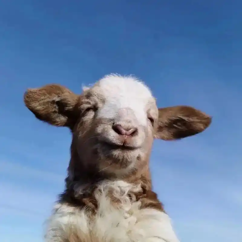小羊头像#牧区生活 #记录草原生活 #小羊羔 - 抖音