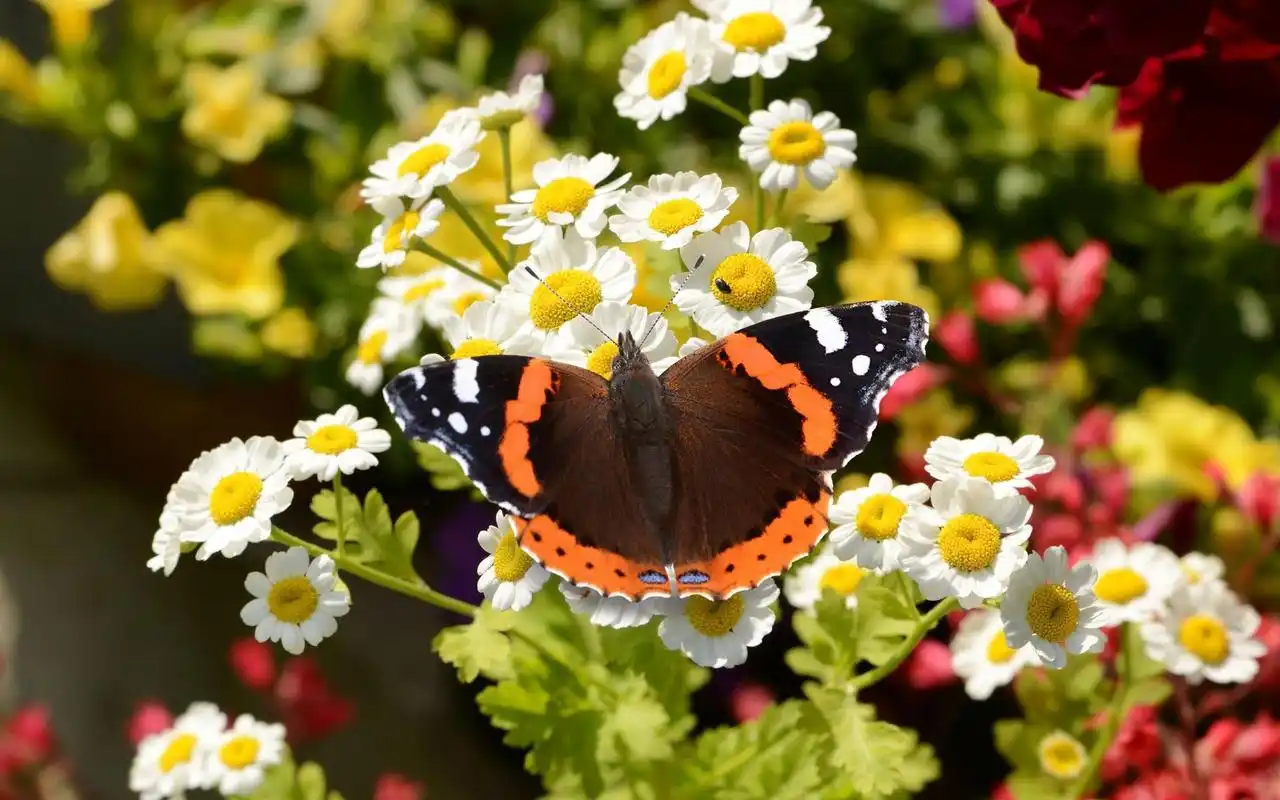 蝴蝶和花唯美自然摄影图片桌面壁纸