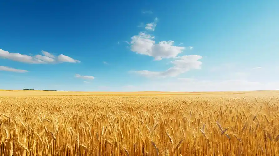 蓝天下丰收的麦田农作物谷物秋收的麦田麦穗小麦图芒种节气农民大丰收