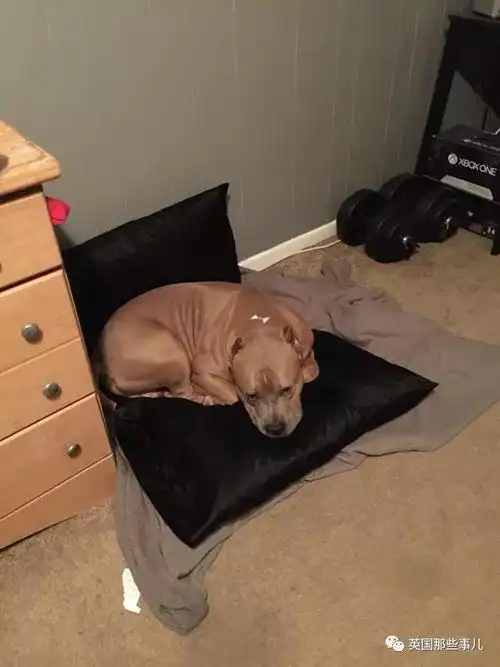 怀孕8个月的铲屎官,一刀捅死养了3年的汪星人