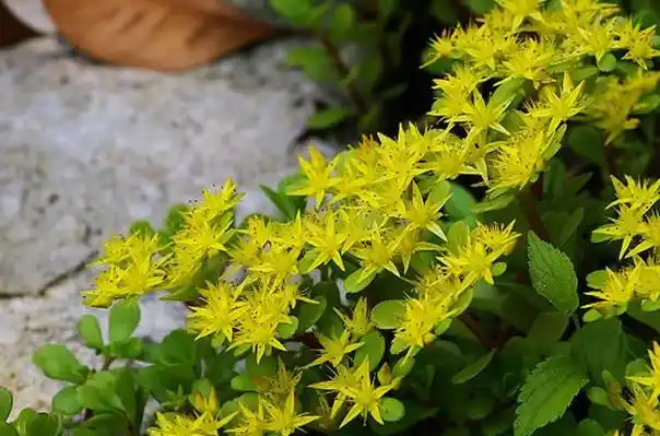 凹叶景天图片 凹叶景天野菜图片