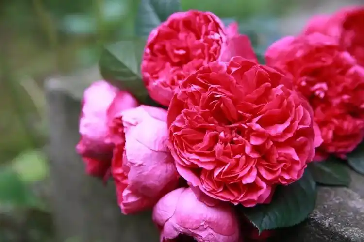 实物比照片好看太多独一无二的古风少女蔻丹