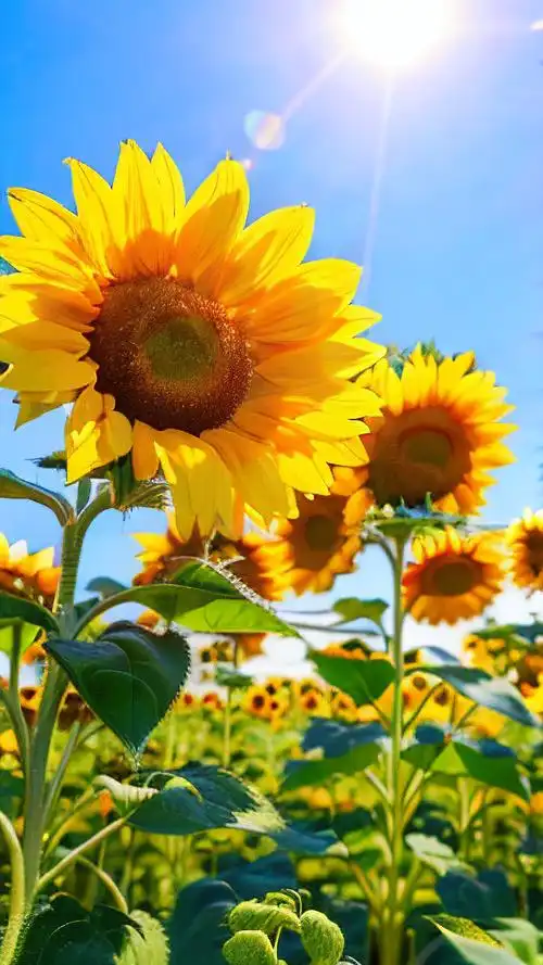 运气好身体好壁纸🌞,太阳花象征健康💪