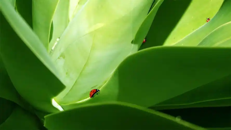 可爱昆虫图片高清绿色护眼电脑桌面壁纸宽屏下载5