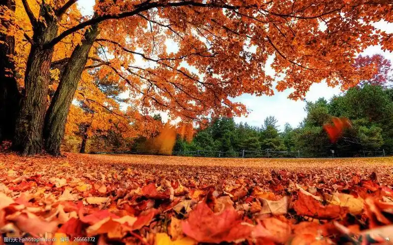 唯美秋天枫叶图片