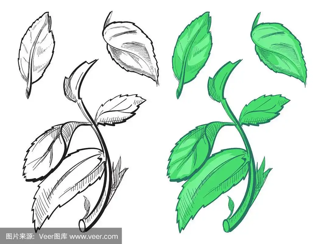 手绘薄荷素描