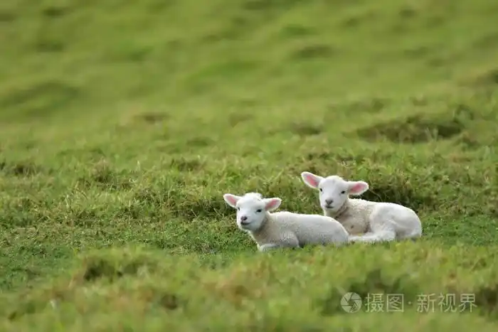 两只孤立的小羊在草地上休息.他们的羊毛还是很干净的, 白色的