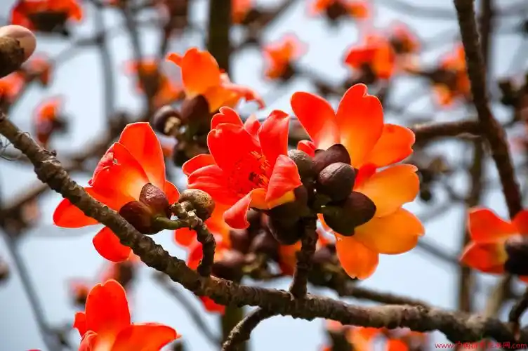木棉花开
