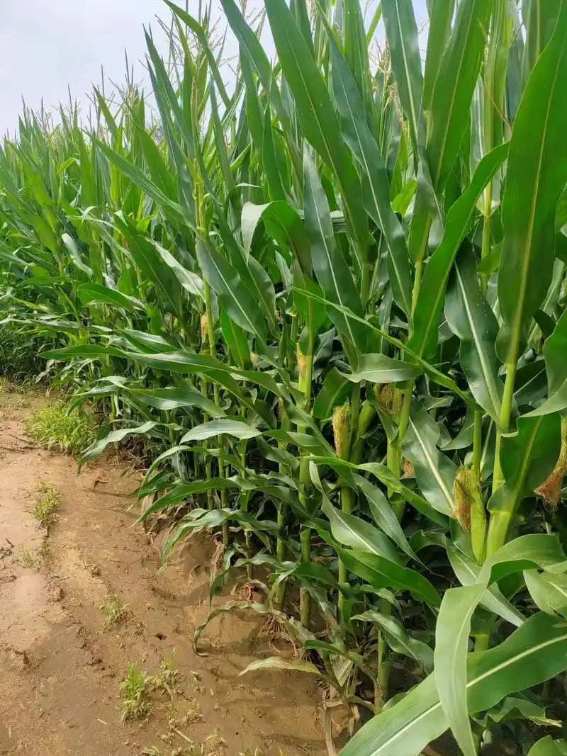2024年国审玉米品种吉单423,密植高产,图片为田间表现, - 抖音