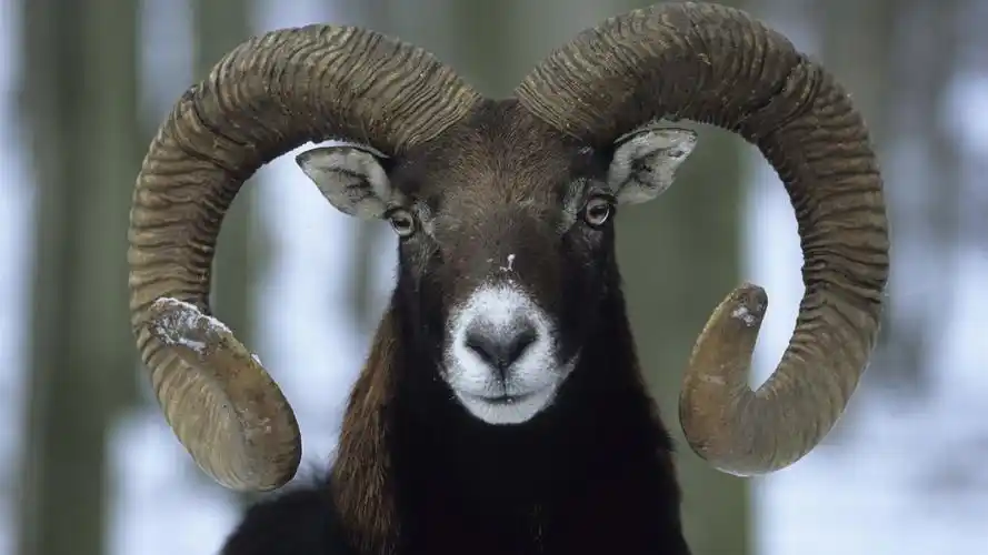 壁纸 羊,弯角 5120x2880 uhd 5k 高清壁纸, 图片, 照片