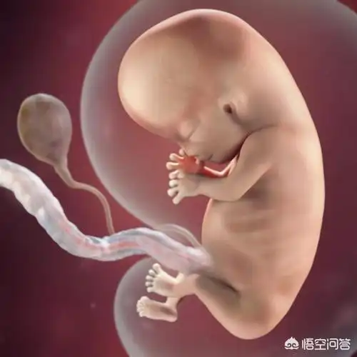 怀孕十周胎儿有多大孕妇平时需要注意什么