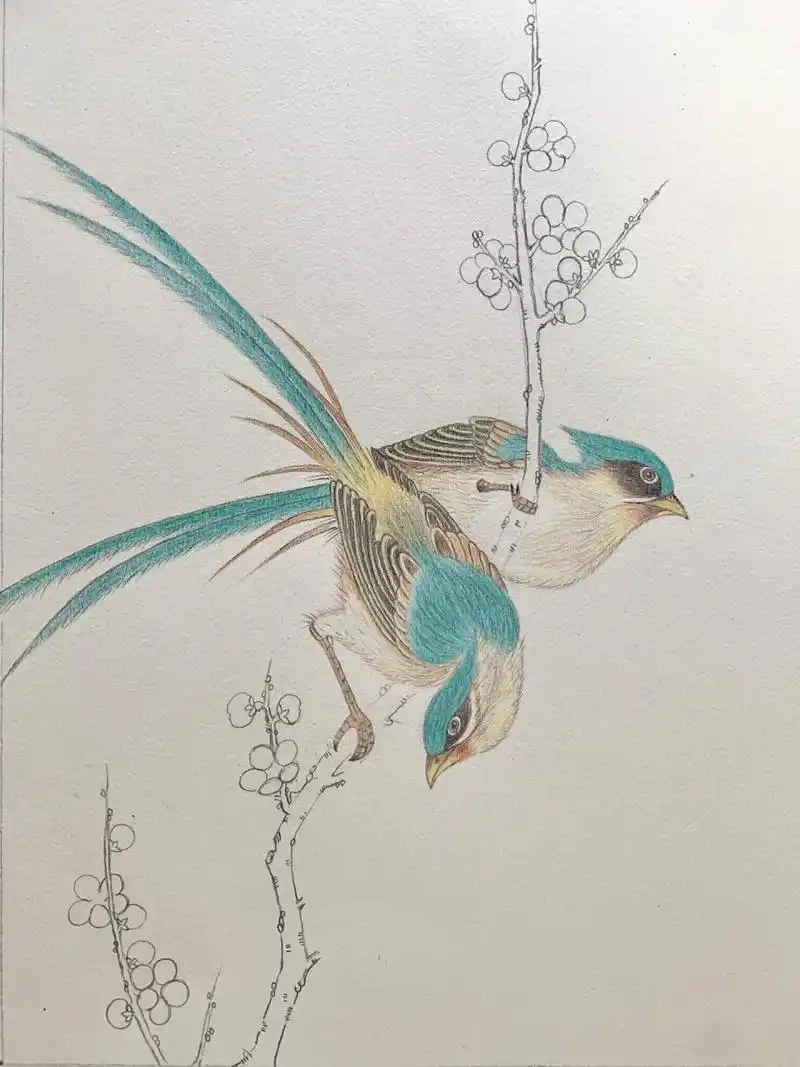 彩铅画花鸟 色号不好对,白天比较好上色.