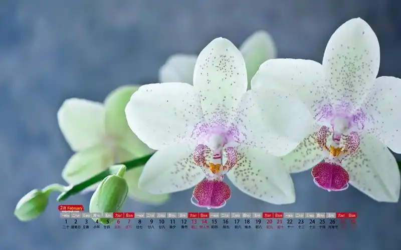 2021年2月中国十大名花之四兰花鲜艳写真日历