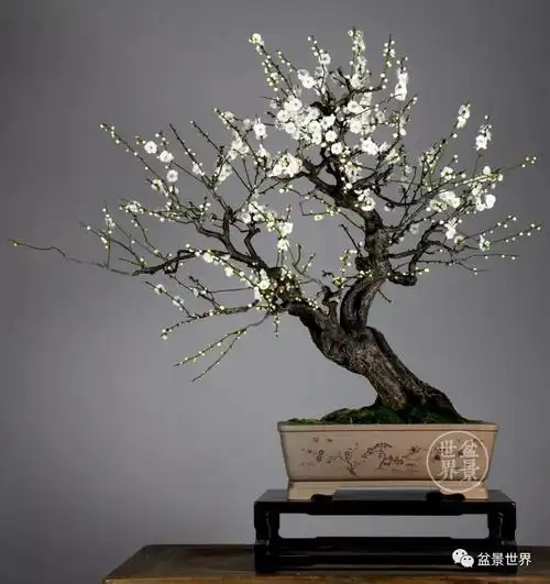 1964年12月9日出生于浙江安吉,1980年代初开始从事盆景的研究与创作