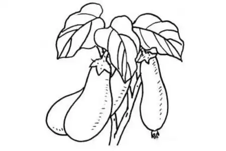 手工专题茄子简笔画