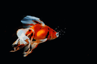 羊驼快拍 金鱼快钓 三个关卡让你和萌宠现场游戏互动 萌宠们正在来袭