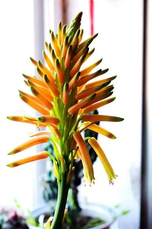 芦荟开花~~~俺第一次见到啊!-中关村在线摄影论坛