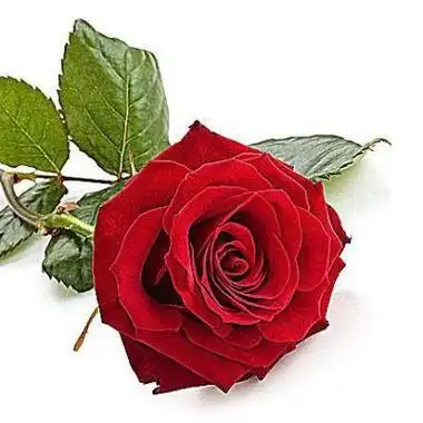 微信名字带花头像 微信头像图片大全 -【爱个性】