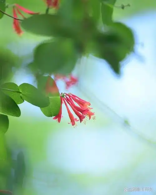 路边常见花朵,咋拍成好看照片,来学这6个摄影技巧吧