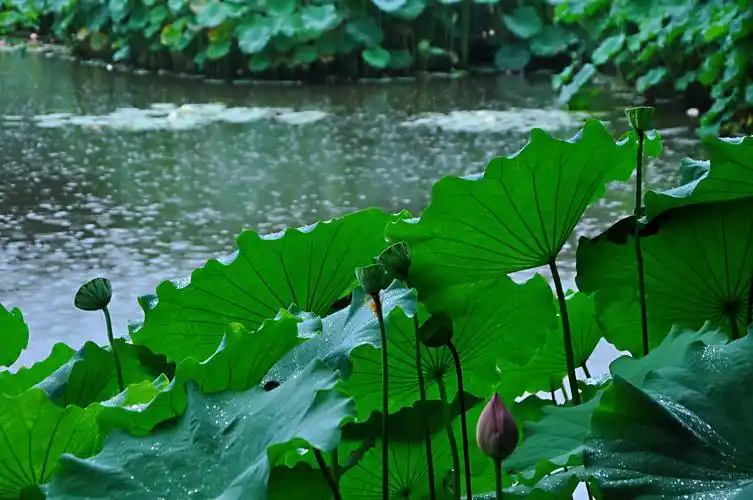 雨中荷花