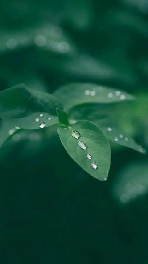 唯美雨天意境壁纸