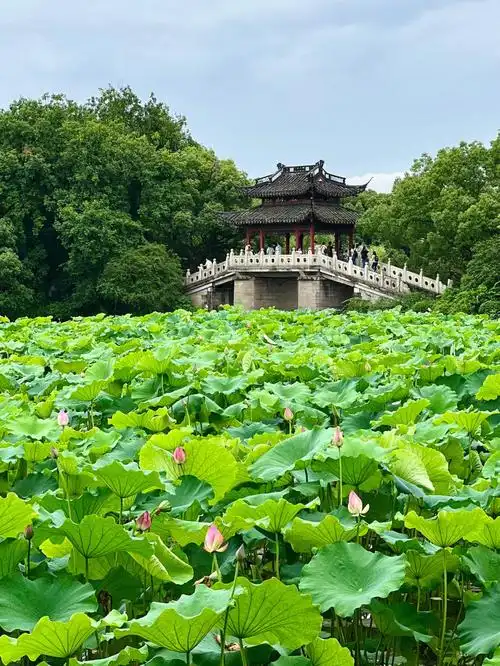 西湖十景曲园风荷真的值得