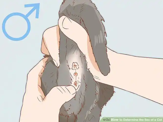 怎样看公猫母猫szqueen深圳广州布偶猫舍