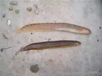 高粱叶鱼乌鱼章鱼除此之外,海豹,海狗,江猪,鲨鱼等也喜欢生活在这片