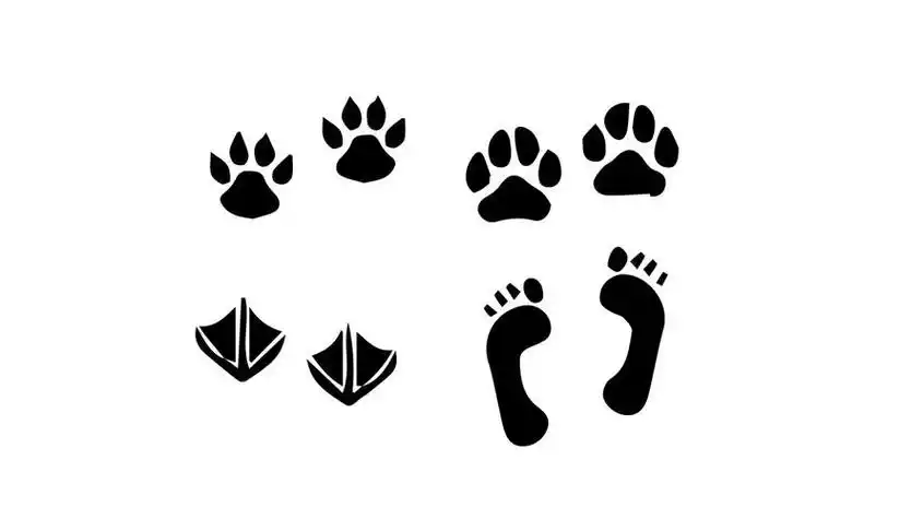 小动物脚印的简笔画